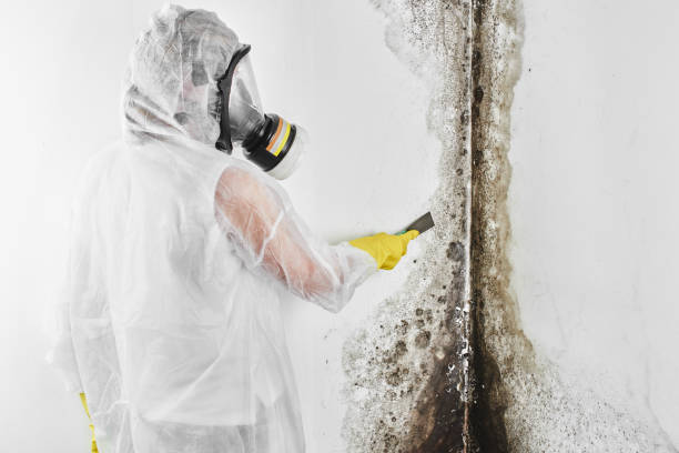 Best Mold Remediation  in Tremonton, UT