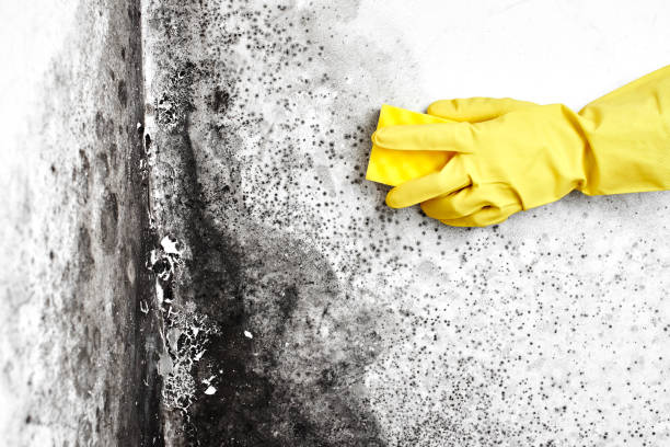 Best Certified Mold Removal  in Tremonton, UT
