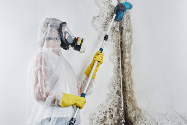 Mold Removal Process in Tremonton, UT