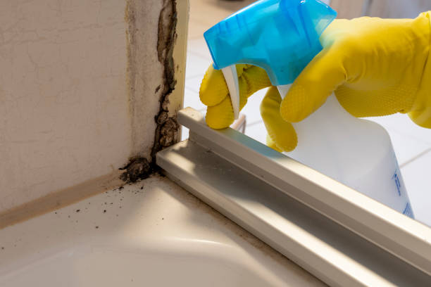 Best Residential Mold Removal  in Tremonton, UT