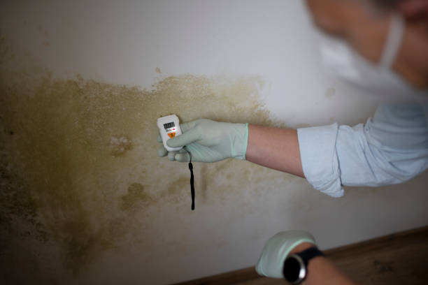 Best Emergency Mold Removal  in Tremonton, UT