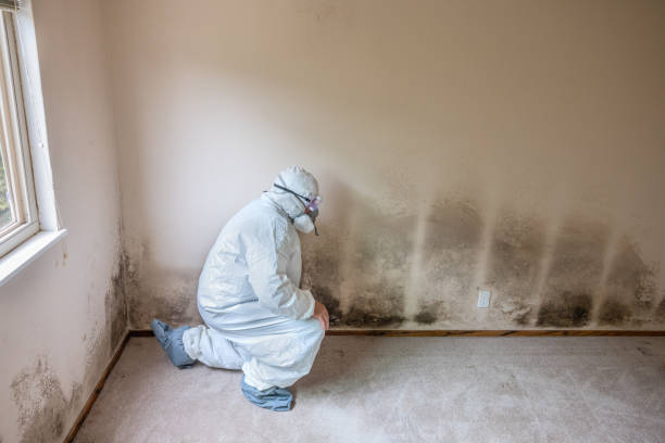 Attic Mold Removal in Tremonton, UT