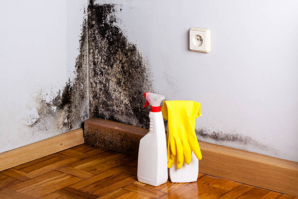 Best Office Mold Removal Services  in Tremonton, UT