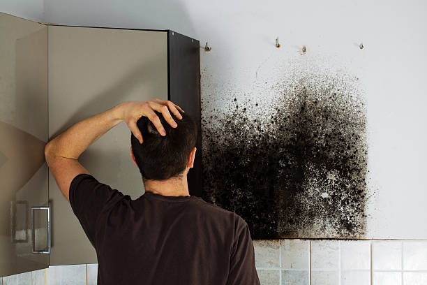 Best Mold Testing  in Tremonton, UT