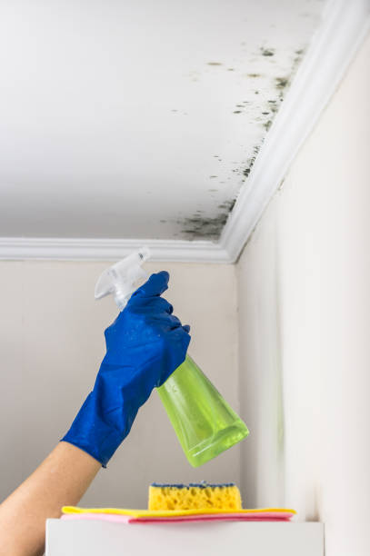 Best Mold Remediation Experts  in Tremonton, UT