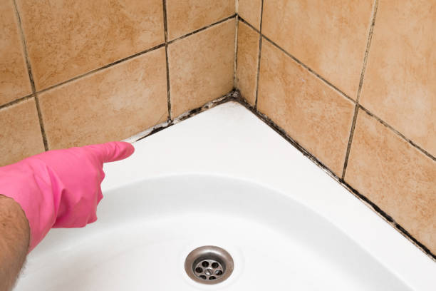 Best Mold Remediation  in Tremonton, UT